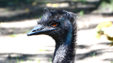 Emu_2.jpg